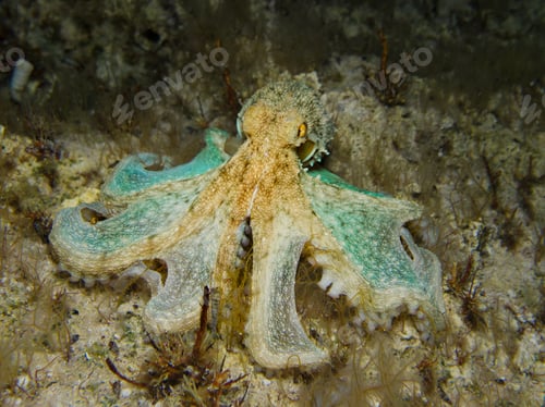 Preview: Octopus
