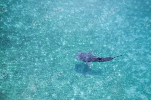 Preview: Whalesharks swimming in ocean drone aerial footage Cebu Philippines