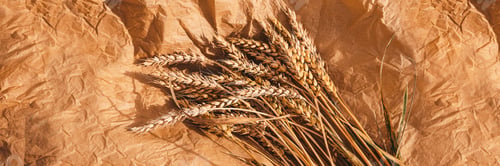 Preview: Bunch of ripe golden wheat on craft paper background Banner