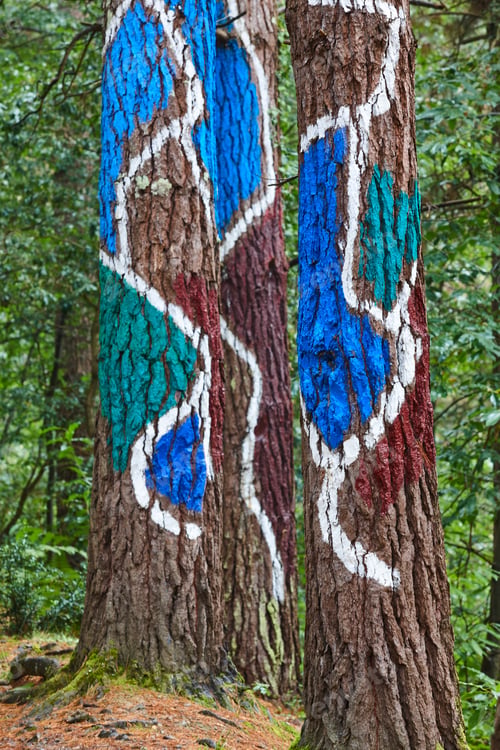 Preview: Painted colorful green pinewood forest in Euskadi. Oma, Spain
