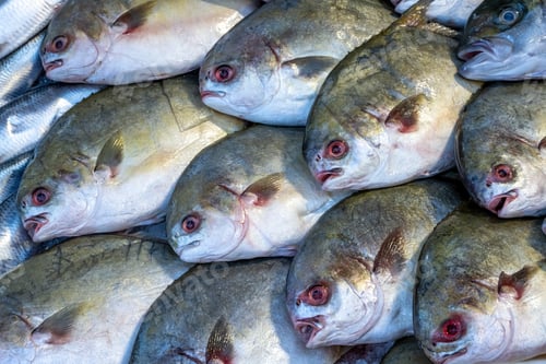 Preview: Fresh fish for sale