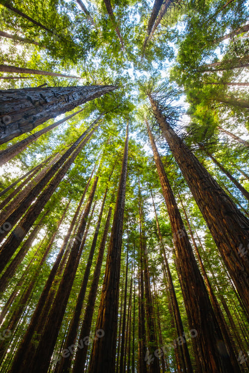 Preview: Cement Creek Redwood Forest in Australia