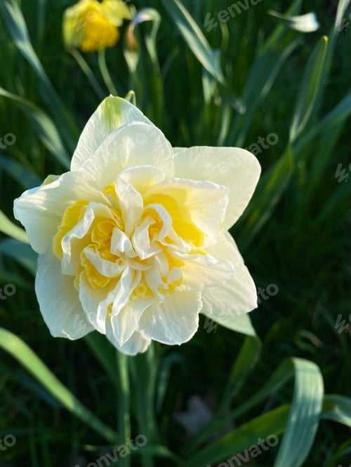 Preview: Lonely curly white daffodil among green grass on blurred background.