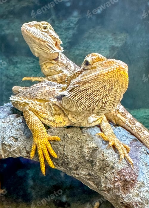 Preview: Bearded dragons in the pet store
