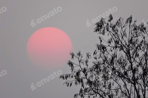 Preview: Pink moon in the sky with a tree in the foreground