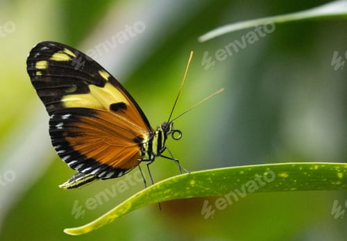 Preview: Macro of a tigerwings butterfly (Mechanitis) resting on a leaf of a plant