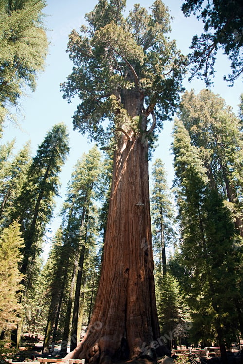 Preview: Giant sequoia trees, Sequoia National Park, California, USA