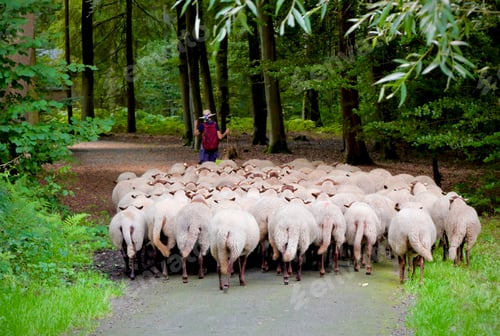 Preview: Shepherd and sheep