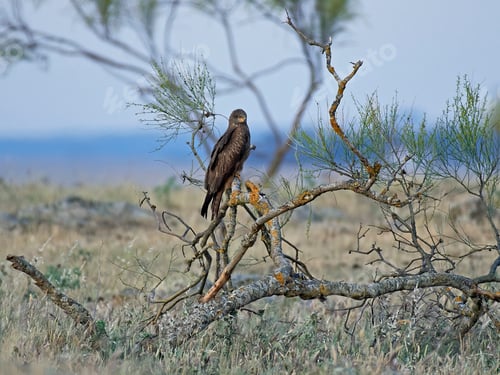 Preview: Black kite (Milvus migrans)