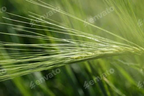 Preview: Wheat field