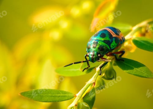Preview: Jewel bug, Nature background photo