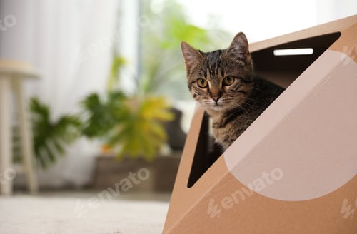 Preview: Cute tabby cat in cardboard house at home, space for text. Lovely pet