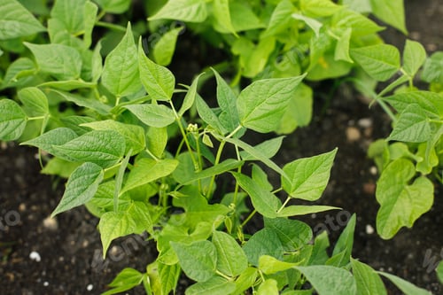 Preview: Green beans growing in urban garden. Asparagus bean sprout leaves close up