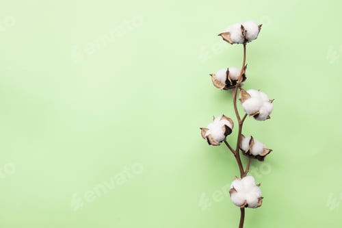 Preview: Cotton flower on green paper background