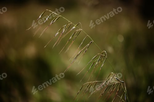 Preview: Grass close-up in a field on nature. Colorful artistic image, free copy space