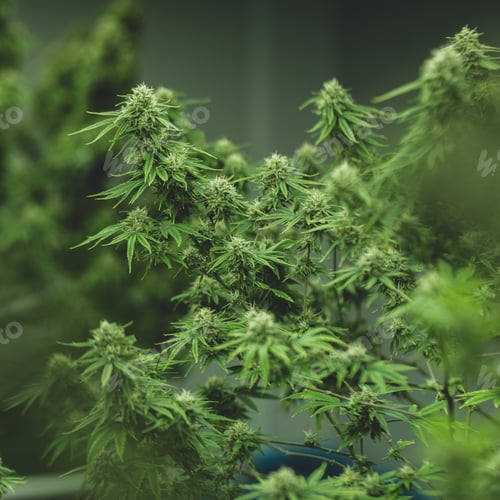 Preview: marijuana or ganja plant leaf growth in farm, agriculture crop background of ganja cannabis
