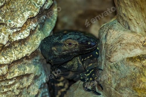 Preview: Close-up of Varanus salvadorii, also known as the crocodile monitor.