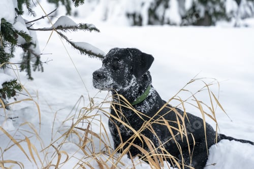 Preview: A black Labrador puppy covered in snow sits in the bushes