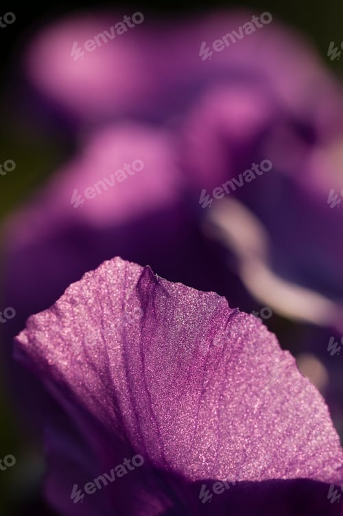 Preview: Close up of purple iris flower