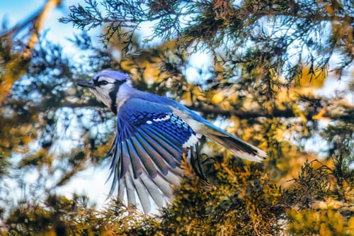 Preview: Closeup of a blue jay taking off from an evergreen branch