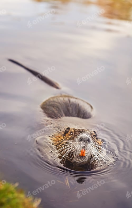 Preview: eurasian beaver