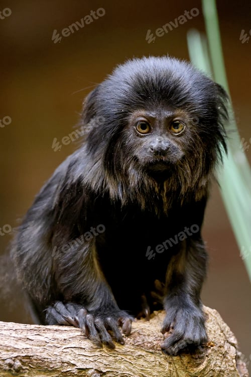 Preview: Goeldi's marmoset, or Goeldi's monkey (Callimico goeldii)