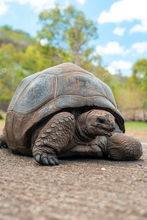 Preview: Close-up of giant tortoise on path