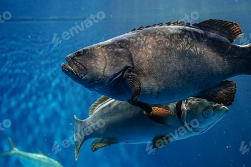 Preview: Grouper fish underwater