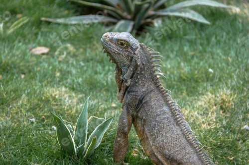 Preview: Iguana at Seminario Park (Iguanas Park) - Guayaquil, Ecuador
