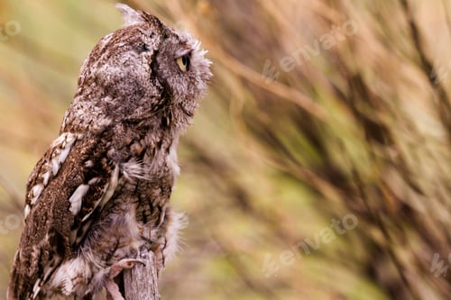 Preview: Western Screech Owl