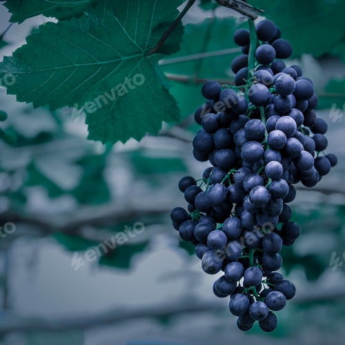 Preview: Amazing succulent Grapes on the Vine just before harvest