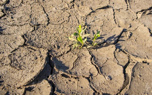 Preview: Plant in dry cracked mud, Background of dry cracked earth, dried earth, texture of earth mud,