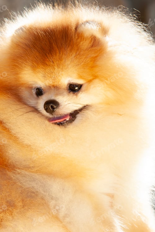 Preview: Portrait of a Pomeranian Dog