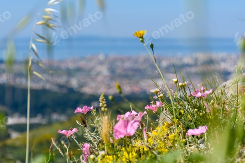 Preview: Selective focus of beautiful wildflowers on hill above blurry city in background