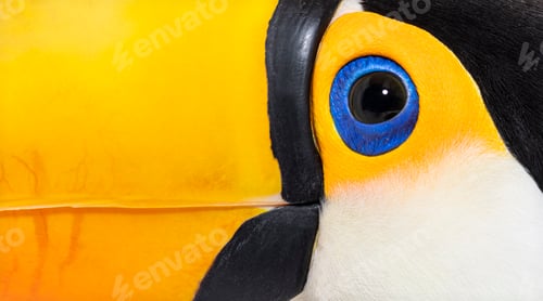 Preview: Toucan toco, Ramphastos toco, isolated on white