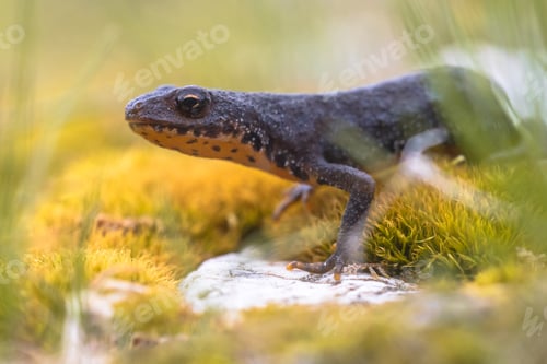 Preview: Alpine newt on yellow moss