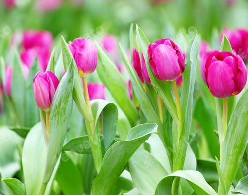 Preview: colorful tulips