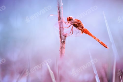Preview: dragonfly