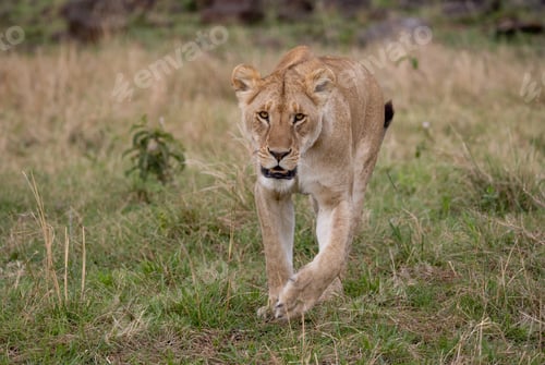 Preview: A Lion in Africa