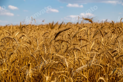 Preview: golden field with spikelets of ripe wheat