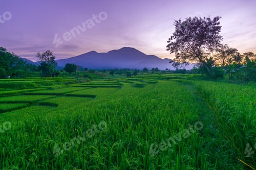 Preview: indonesia beauty landscape paddy fields in north bengkulu natural beautiful morning view from asia