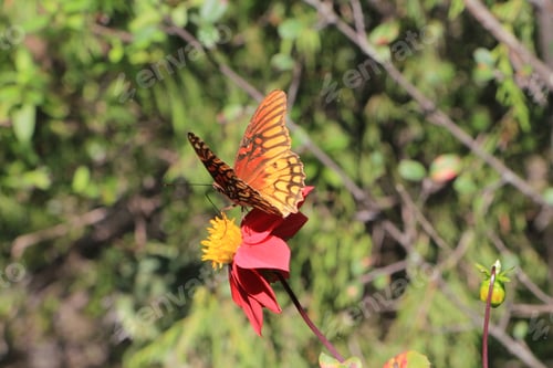 Preview: Butterflies and moths, important pollinators, gracefully flutter among colorful flowers