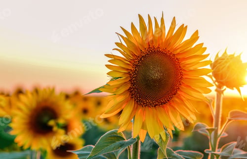 Preview: Colorful nature. Closeup shot of yellow sunflower field at golden hour.