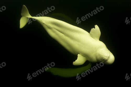 Preview: Serene beluga whale gliding through dark waters