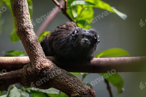 Preview: Black Tamarin monkey (Saguinus niger)