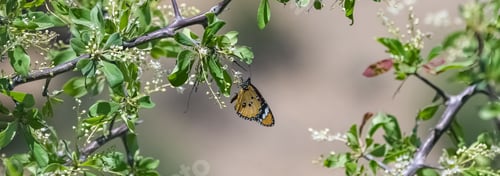 Preview: tawny coster, butterfly in India