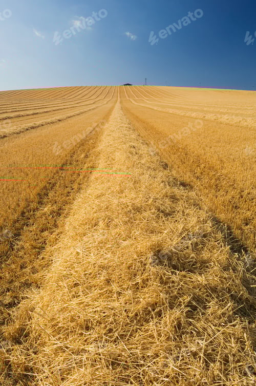 Preview: Harvested Field