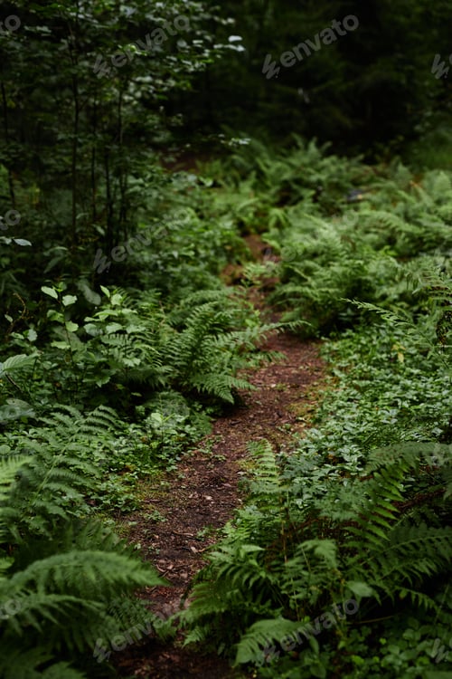 Preview: Nature Trail in Green Forest