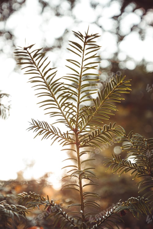 Preview: Green Christmas tree with red berries