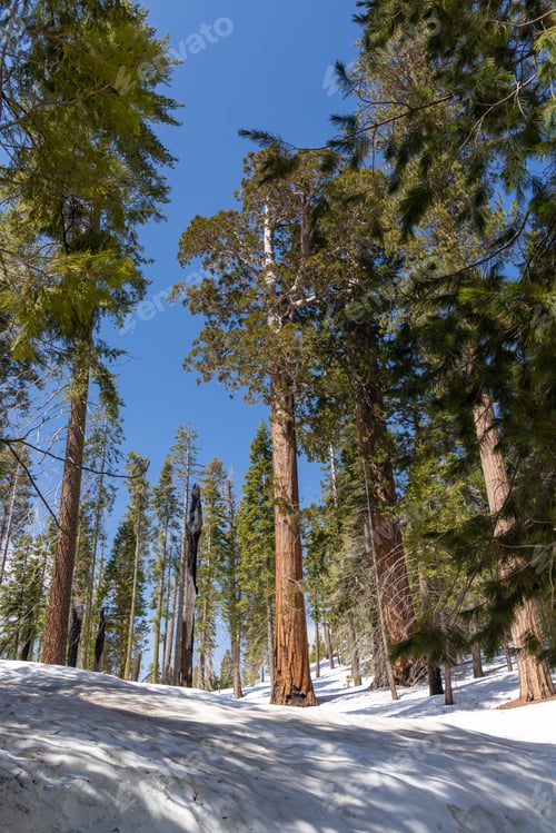 Preview: Snow-covered sequoia tree park, winter wonderland